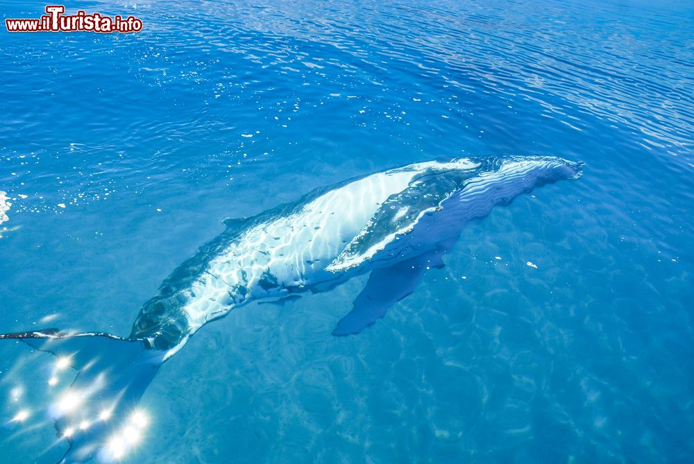 Immagine Una megattera sott'acqua a Hervey Bay, Queensland, Australia. Ogni anno l'arrivo di questi cetacei viene celebrato a luglio e agosto con l'Hervey Bay Whale Festival.