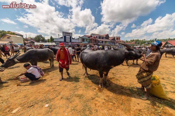 Immagine Il mercato del bestiame di Rantepao, principale città della regione di Tana Toraja, nella provincia del Sulawesi Meridionale (Indonesia) - foto © Fabio Lamanna / Shutterstock.com