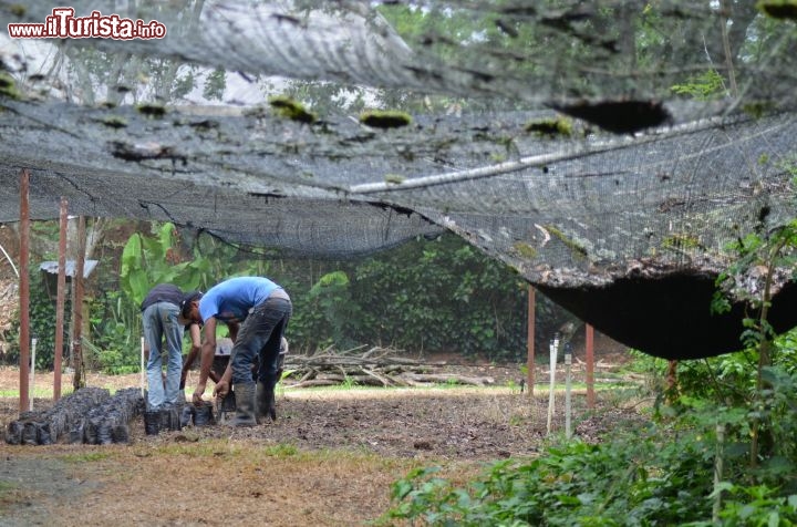 Immagine La raccolta del caffè occupa almeno una decina di persone alla fabbrica Monte Alto di Jarabacoa. Le piante entrano in produzione dopo tre anni dalla loro collocazione nelle piantagioni.