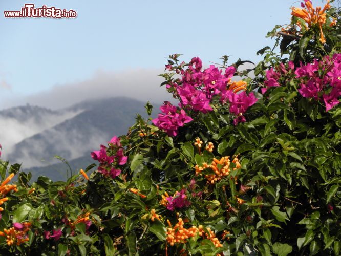 Immagine Montagne e bouganville a San José, Costa Rica. Un bel panorama sulle montagne che circondano la città con in primo piano splendide bouganville rampicanti dai fiori violacei - © Nina B / Shutterstock.com