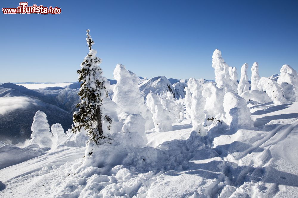 Immagine Montagne e pini innevati nei dintorni di Fernie, Canada.