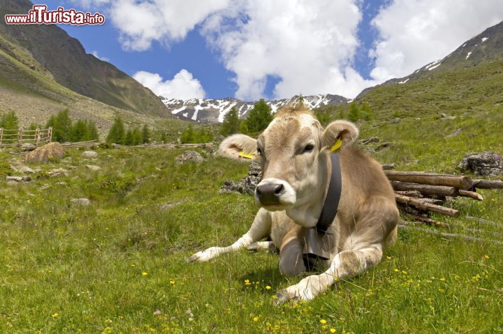 Immagine Mucca al pascolo in Val Senales, Trentino Alto Adige. Malghe, ghiacciai, sentieri e pascoli montani caratterizzano questa terra ricca di contrasti dai mille colori - © photolike / Shutterstock.com