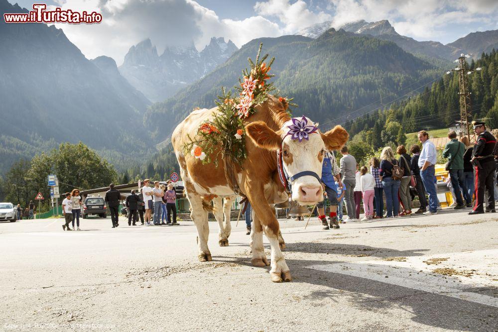 Immagine Una mucca con decorazioni floreali passeggia per le strade di Falcade durante la festa Se Desmonteghea, Veneto. E' la festa più sentita di tutta la Valle del Biois e richiama ogni anno numerosi visitatori italiani e stranieri - © PHOTOMDP / Shutterstock.com