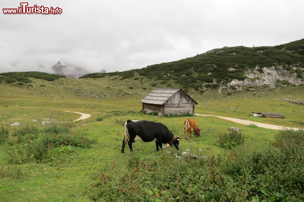 Immagine Mucche al pascolo a Fodara Vedla a San Vigilio di Marebbe, Trentino Alto Adige. Una bella immagine del panorama che contraddistingue questa località altoatesina in provincia di Bolzano.