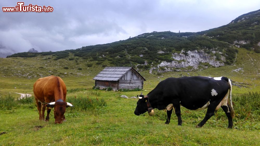 Immagine Mucche al pascolo a San Vigilio di Marebbe, Trentino Alto Adige. E' una perfetta natura incontaminata a ospitare greggi di pecore e mucche che pascolano fra le montagne di questo suggestivo territorio in provincia di Bolzano.