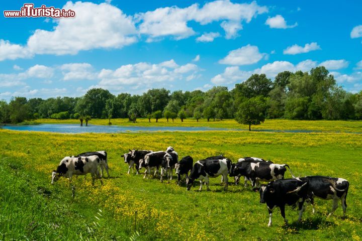 Immagine Mucche al pascolo in primavera nella campagna di Angers, Francia - © 299034902 / Shutterstock.com