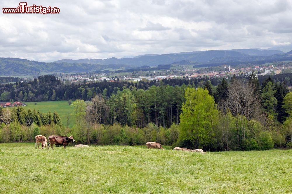 Immagine Mucche al pascolo in un campo nei pressi di Isny in Allgau, Germania. Oggi questa località è famosa non solo per il ricco patrimonio storico-culturale ma anche per gli sport invernali e gli itinerari naturalistici.