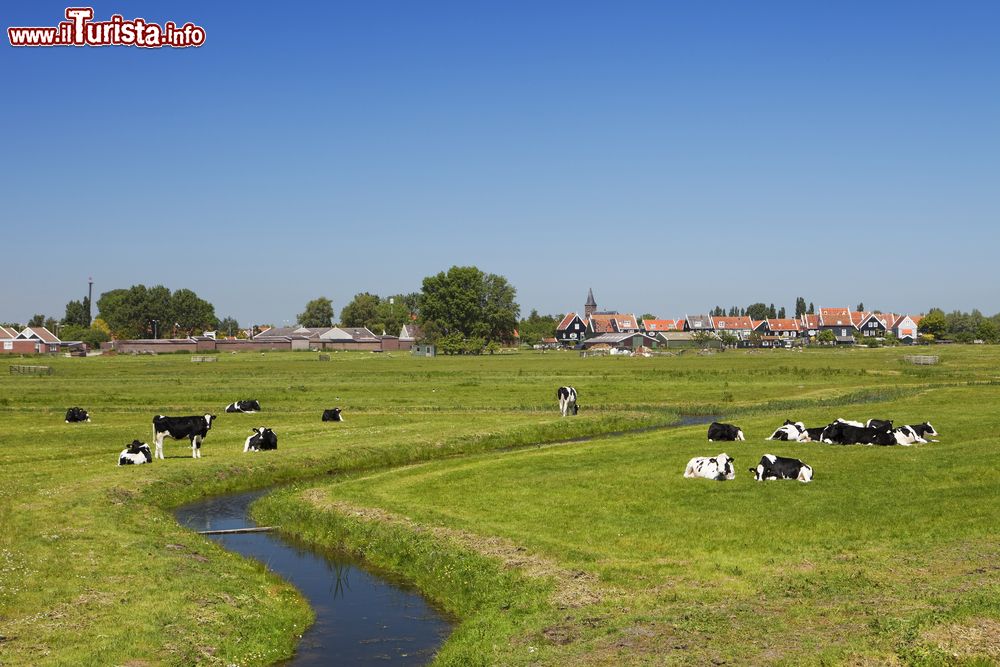 Immagine Mucche al pascolo in un tipico polder dell'isola di Marken, Olanda. Sullo sfondo, le case di un villaggio - © Sara Winter / Shutterstock.com