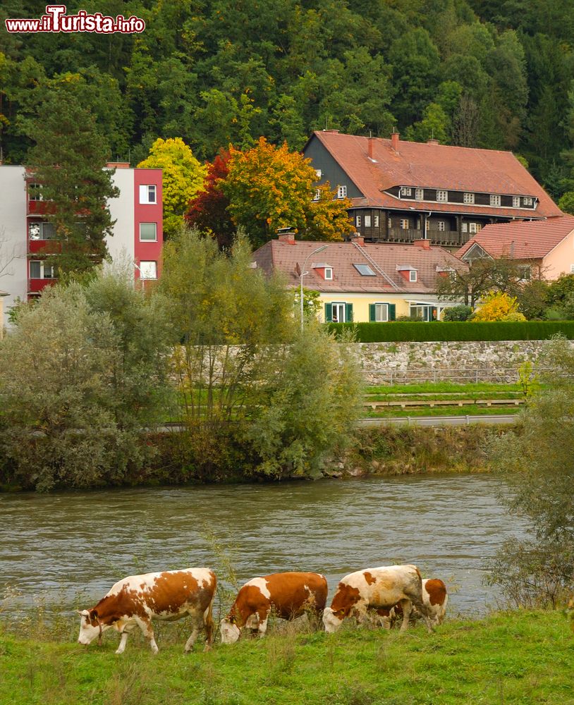 Immagine Mucche al pascolo lungo le sponde del fiume Mura a Leoben, Austria. Questo fiume, lungo 454 km, scorre per 365 nel territorio austriaco.