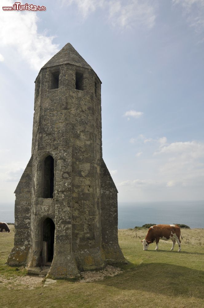 Immagine Mucche al pascolo nei pressi dell'oratorio di Santa Caterina, isola di Wight. Queste rovine sono ciò che rimane di un oratorio di epoca medievale dedicato a Santa Caterina.