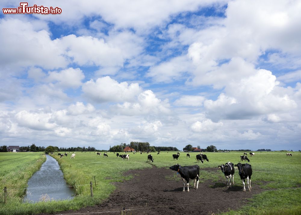 Immagine Mucche bianche e nere al pascolo in un campo vicino a Sneek, Olanda. Siamo nella verdeggiante campagna della Frisia, regione a meno di due ore a nord di Amsterdam.