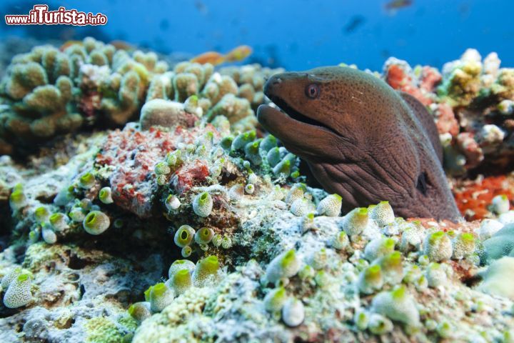 Immagine Una murena spunta dalla barriera corallina circostante un'isola delle Maldive. Le immersioni permettono di scoprire la ricca vita sottomarina dell'arcipelago - foto © nitrogenic.com / Shutterstock.com