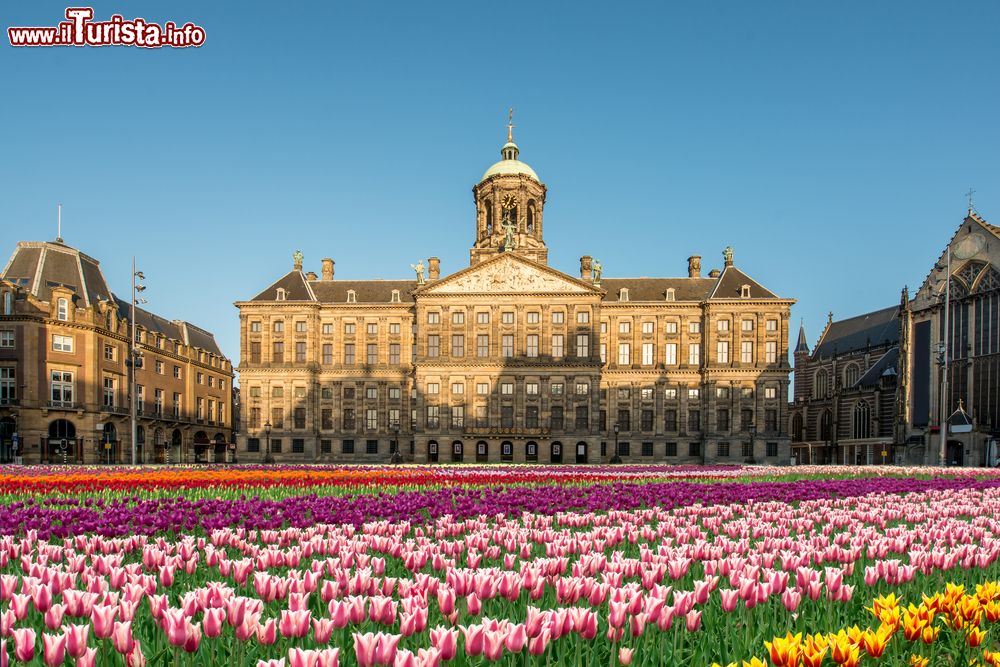 Immagine Il National tulip day: il festival dei Tulipani trasforma la Piazza Dam Square con il Palazzo Reale di Amsterdam