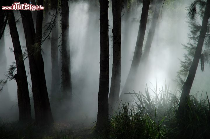 Immagine Nebbia nella foresta vicina a Canberra, Australia - I milanesi potrebbero rimancerci male al pensiero di non aver più il primato della nebbia, ma possono dormire sonni tranquilli. In realtà questi fenomeni atmosferici avvengono di rado a Canberra e solo in alcuni periodi dell'anno. Quando accadono, comunque, si fanno sentire forti e chiari, soprattutto nei contesti naturali delle foreste, ragion per cui è sempre consigliabile portare una torcia con sé quando ci si addentra in queste zone - © rorem/ Shutterstock.com