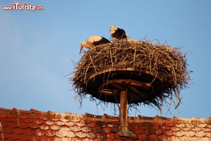 Immagine Nido con due cicogne sui tetti d'Alsazia  - © Matteo Emiliani