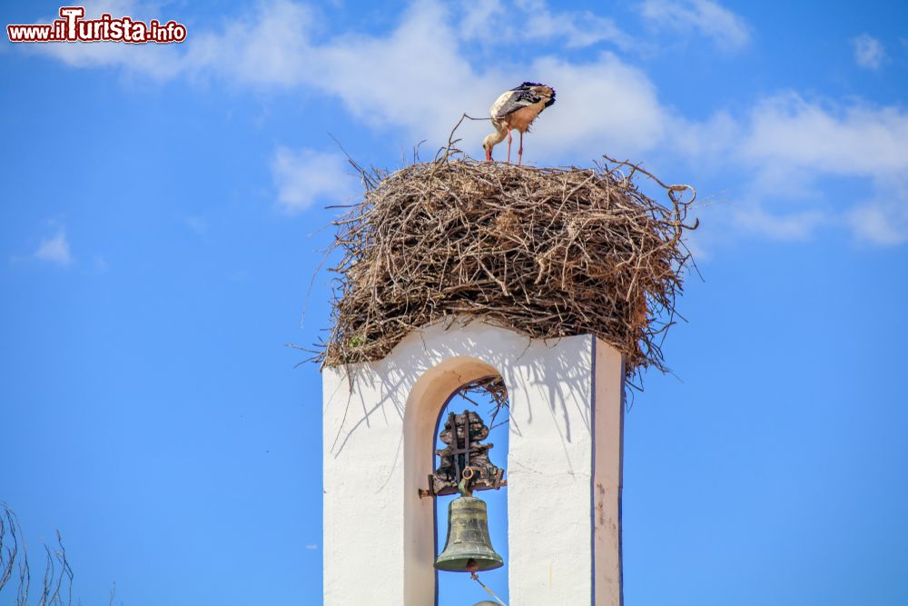 Immagine Nido di cicogne sulla Cappella di Comporta a Grandola in Portogallo
