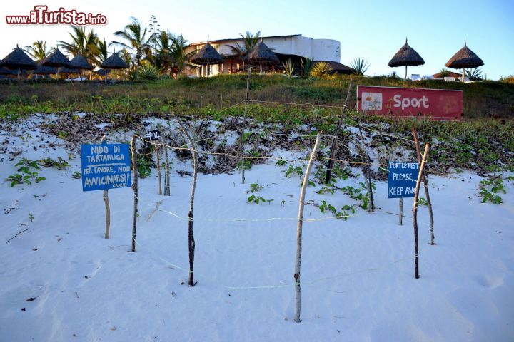 Immagine Nido di tartaruga: sulla spiaggia del Garoda Beach Resort, presso Watamu, le tartarughe marine depongono le uova in alcuni periodi dell'anno. In queste occasioni, il personale recinta la zona per consentire il naturale processo di schiusa.