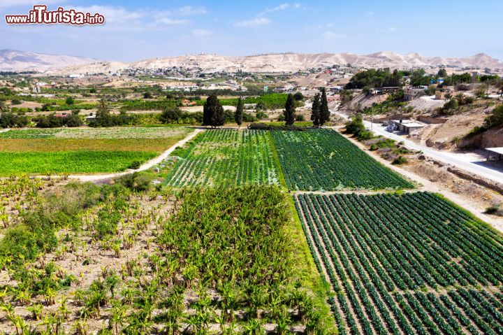 Immagine Oasi di Gerico: nonostante l'ambiente desertico la presenza di sorgenti minerali e le acque del vicino bacino del Giordano, consentono la coltivazione di piante da frutto e da orto anche in questa arifa porzione di Israele  - © WDG Photo / Shutterstock.com