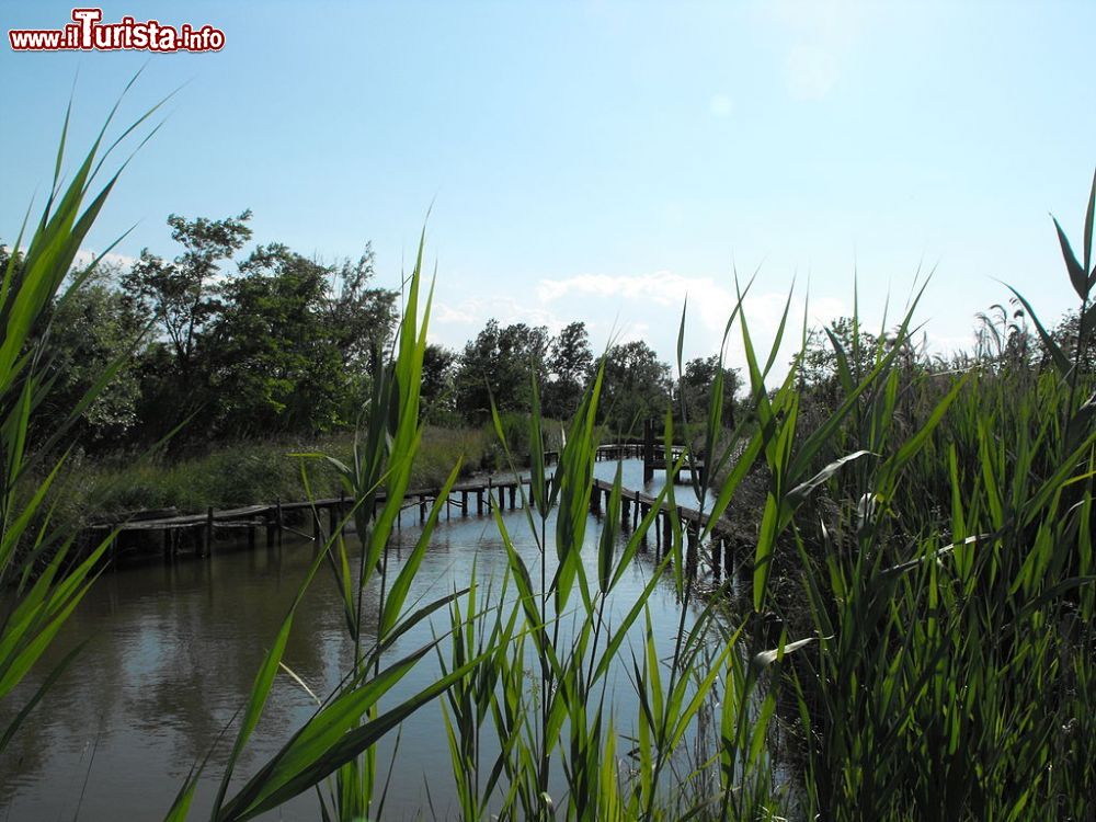 Immagine Oasi naturale di  valle Averto a Campagna Lupia, laguna Veneta