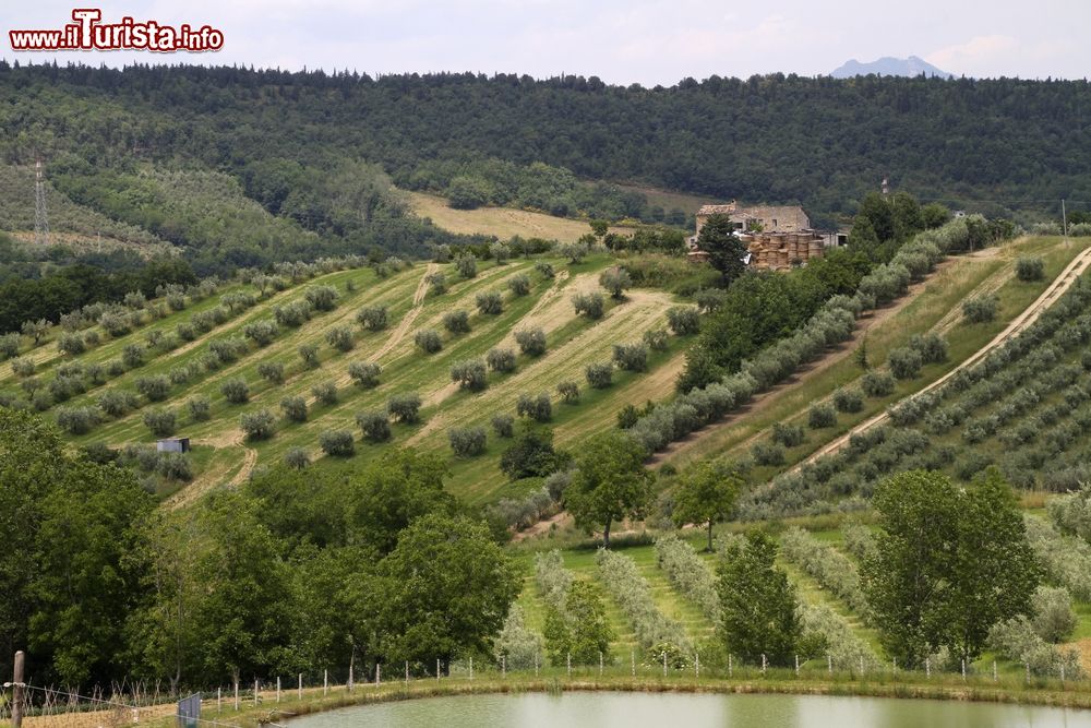 Immagine Oliveti nelle campagne di Colonnella in Abruzzo