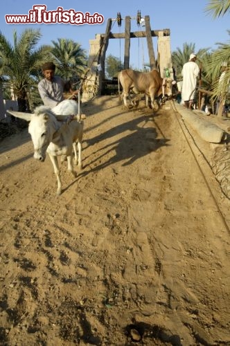 Immagine Animali si abbeverano in una Oasi dell'Oman - Copyright Ufficio del Turismo del Sultanato dell'Oman