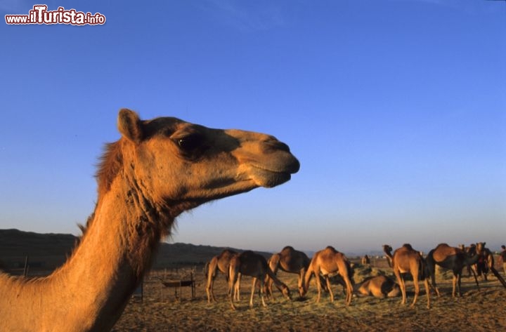 Immagine Il deserto è una delle attrattive più celebri dell'Oman, e varia daterreni rocciosi fino alle famose dune di sabbia rossa dell'Rub al-Khali - Copyright Ufficio del Turismo del Sultanato dell'Oman