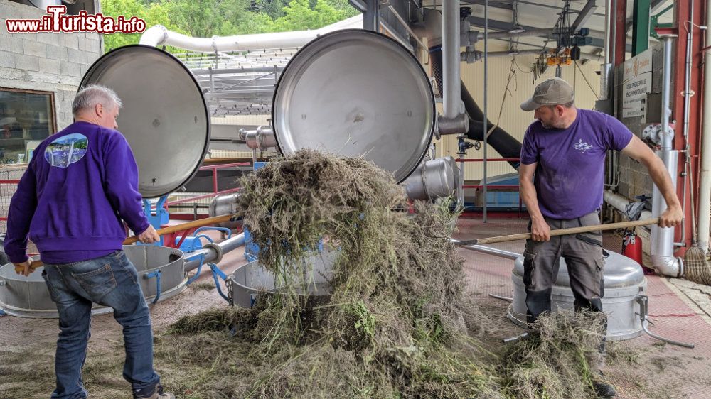 Immagine Operai al lavoro con la Lavands alle Distillerie 4 vallees in Provenza