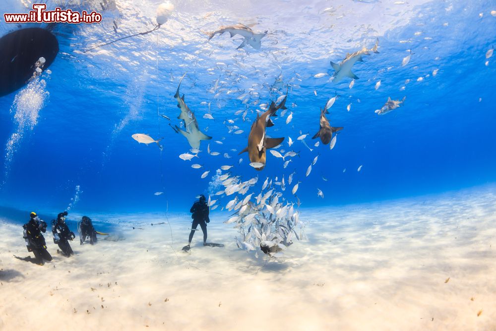 Immagine Un operatore subacqueo circondato da uno squalo limone e da altri del reef caraibico nei pressi di Tiger Beach, Bahamas. Per chi vuole immergersi e fotografare squali (fra cui quelli della specie tigre) uno dei luoghi migliori è Tiger Beach a Grand Bahama.