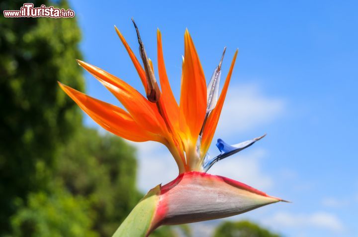 Immagine Particolare di orchidea nel Parco di Santa Catarina a Funchal, Madeira (Portogallo) - Sono ben 36.000 metri quadrati di natura a dar vita a questa meravigliosa realtà verde di Funchal. Oltre alla meravigliosa flora e fauna degna di tutta la bellezza che comporta, la caratteristica speciale di quest'area è data anche da un piccolo specchio d'acqua in cui non raramente vanno a riposarsi bellissimi cigni e altre speci di volatili. Un luogo decisamente magico dove la bellezza dei fiori riflette armonia e pace - © Pawel Kazmierczak / Shutterstock.com