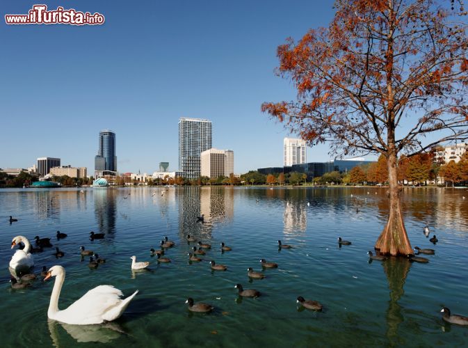 Immagine Grattacieli e lago Eola a Orlando, Florida - Una bella veduta panoramica sul lago Eola con sullo sfondo alcuni dei grattacieli che si innalzano nella città di Orlando: sono oltre 40 gli edifici che rendono lo skyline della città della Florida uno fra i più fotografati di tutti gli Stati Uniti d'America © Katherine Welles / Shutterstock.com