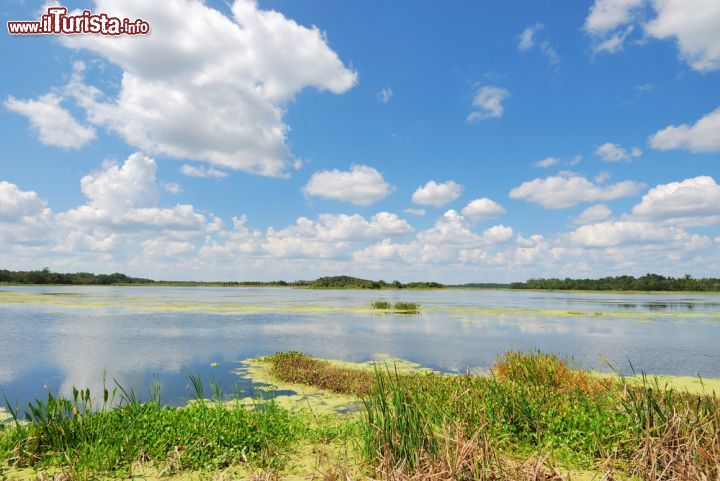 Immagine Wetlands Park di Orlando, Florida - Panorama su Wetlands Park in una bella giornata soleggiata © Jose Antonio Perez / Shutterstock.com