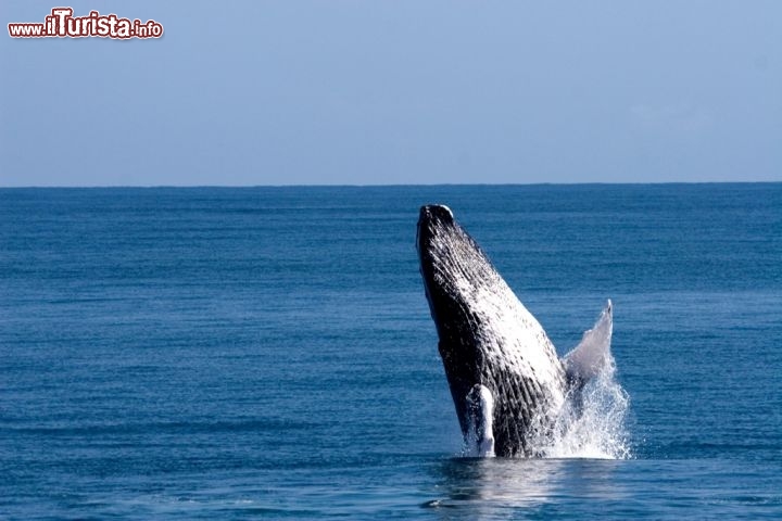 Immagine Whale watching in Repubblica Dominicana penisola di Samanà. Il passaggio dell balene con la gobba - Foto Ente del Turismo della Repubblica Dominicana