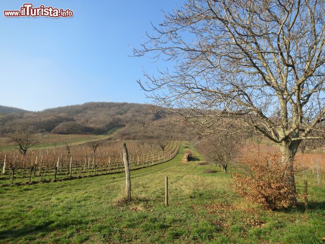 Immagine Paesaggi collinari a Donnerskirchen nei pressi di Eisenstadt, Austria.