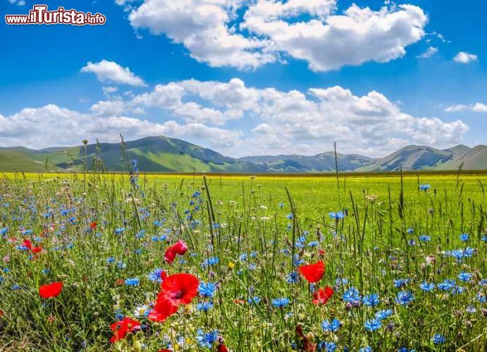 Immagine Paesaggio a Piano Grande di Castelluccio, Umbria, Italia. Papaveri, genzianelle, narcisi, violette e molti altri fiori, con tonalità dal giallo ocra al rosso passando dal viola al bianco, sbocciano a migliaia in questo plateau umbro - © canadastock / Shutterstock.com