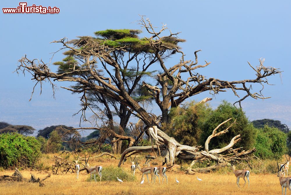 Immagine Paesaggio africano con gazzelle nel parco nazionale Amboseli, Kenya. Questo parco comprende una varietà incredibile di ecosistemi fra cui paludi, pianure di erbe e arbusti, distese laviche e foreste.