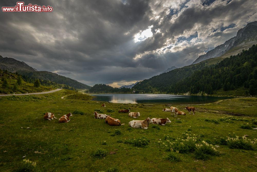 Immagine Paesaggio alpino con mucche al pascolo a Sankt Jakob in Defereggen, Austria. Questo idilliaco paesino è immerso nel Parco Nazionale degli Alti Tauri.