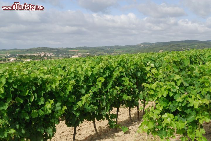 Immagine Il paesaggio collinare tra Limoux e Carcassonne Francia - © Claudio Giovanni Colombo / Shutterstock.com