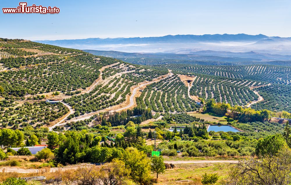 Immagine Paesaggio con campi di ulivi nei pressi di Ubeda, Jaen, Spagna.