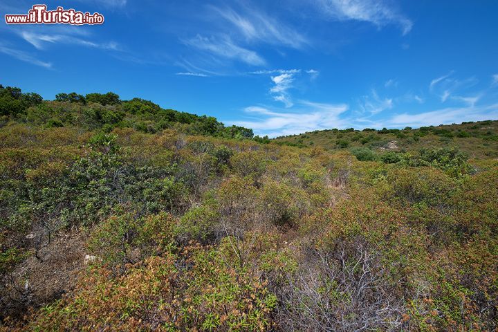 Immagine La macchia mediterranea del Deserto delle Agriate, Corsica - il Deserto delle Agriate, vasto territorio nel nord ovest della Corsica, è caratterizzato da una vegetazione di macchia mediterranea bassa, ovvero in cui predominano gli arbusti e che interessa zone di clima caldo e arido. 