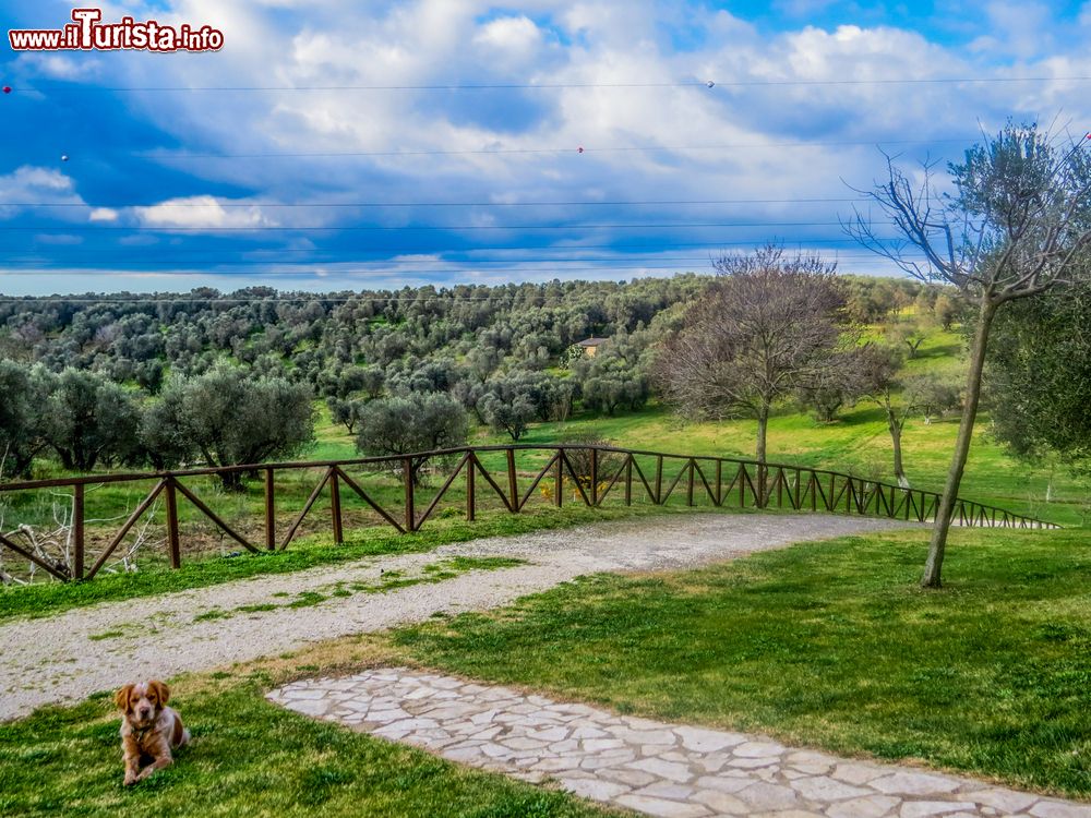 Immagine Paesaggio delle campagne intorno a Canino nel Lazio