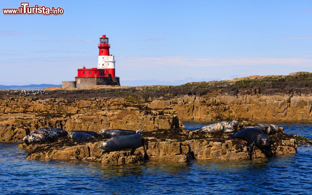 Immagine Paesaggio di Seahouses sulle isole Farne, Inghilterra. Un gruppo di foche riposa sulle rocce di queste isole al largo della costa del Northumberland nel Mare del Nord. Rosso e bianco, sullo sfonfo, il faro Longstone.