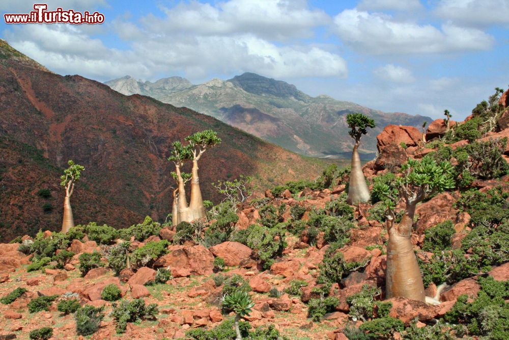 Immagine Paesaggio di Socotra con le celebri "bottle trees", Yemen. L'albero del cetriolo (Dendrosicyos socotranus) è una pianta della famiglia Cucurbitaceae, unica specie del genere Dendrosicyos. È una pianta arborescente tipica di luoghi aridi e molto soleggiati ed è endemica di Socotra, isola principale dell'omonimo arcipelago al largo dello Yemen.