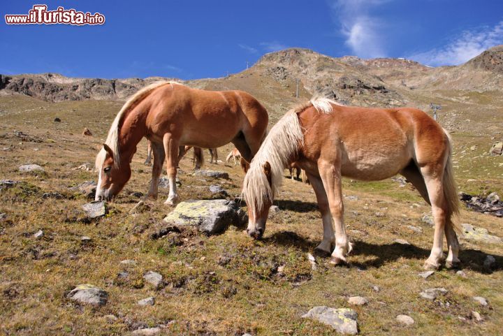 Immagine Paesaggio montano con cavalli allo stato brado in Val Venosta, Trentino Alto Adige - © Matteo Festi / Shutterstock.com