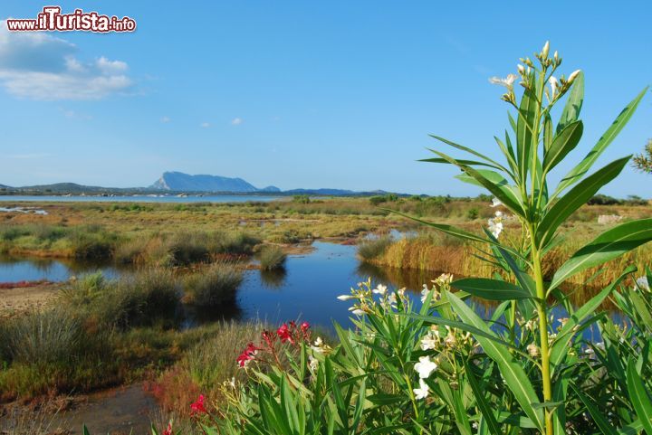 Immagine La macchia mediterranea nello stagno di San Teodoro: gioiello naturale della Gallura - situato nel nord della Sardegna, nella zona della Gallura, questa splendida laguna, che si estende per più di 200 ettari, rappresenta un affascinante ecosistema immerso nella macchia mediterranea sarda, tra profumi di mirto e di ginestra e panorami mozzafiato. - © Franco Volpato / Shutterstock.com