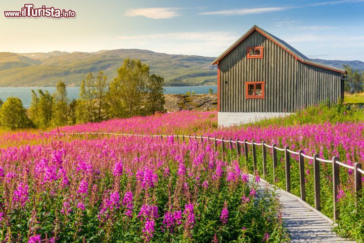 Immagine Un suggestivo panorama estivo sul Finnmark, la contea più orientale della Norvegia e territorio della Lapponia. Il nord e l'ovest sono disseminati di baie con paesaggi che variano notevolmente passando da litorali deserti a regioni fluviali dotate di vegetazione verdeggiante. Anche in estate, questa contea con i suoi centri principali è un vero e proprio paradiso per chi ama le attività a contatto con la natura: pesca d'altura, safari al granchio gigante, birdwatching e escursioni alla scoperta della cultura Sami oltre a passeggiate rilassanti fra i suoi scenari ricchi di vegetazione fiorita - © Kompanieitseva / Shutterstock.com