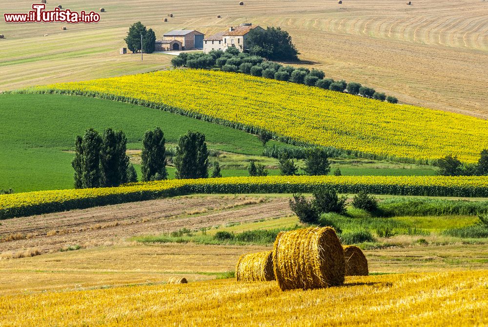 Immagine Paesaggio estivo nei pressi di Jesi, Marche. Sullo sfondo, una tipica fattoria immersa nel verde.
