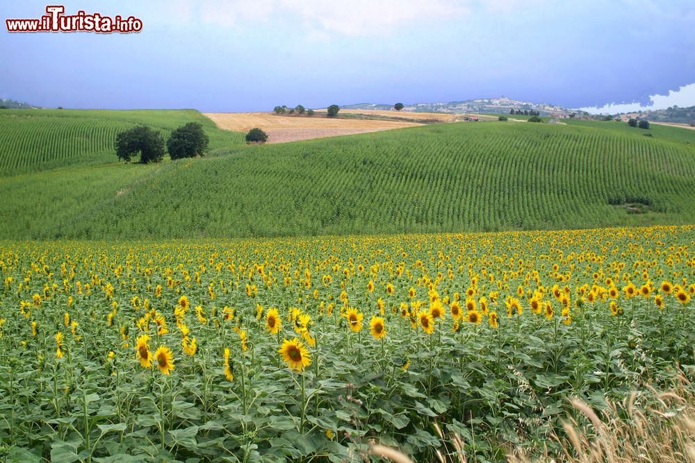 Immagine Paesaggio estivo tra le colline del Molise