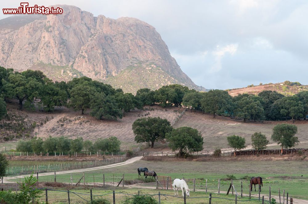 Immagine Paesaggio intorno ad Afa, non lontano da Ajiaccio e Bocognano in Corsica