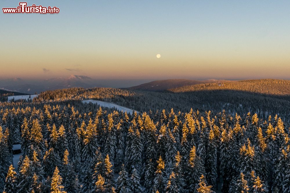 Immagine Paesaggio invernale nei pressi di Rogla, Slovenia. Una distesa di alberi fotografati con le luci dell'alba e ricoperti da una spolverata di neve.