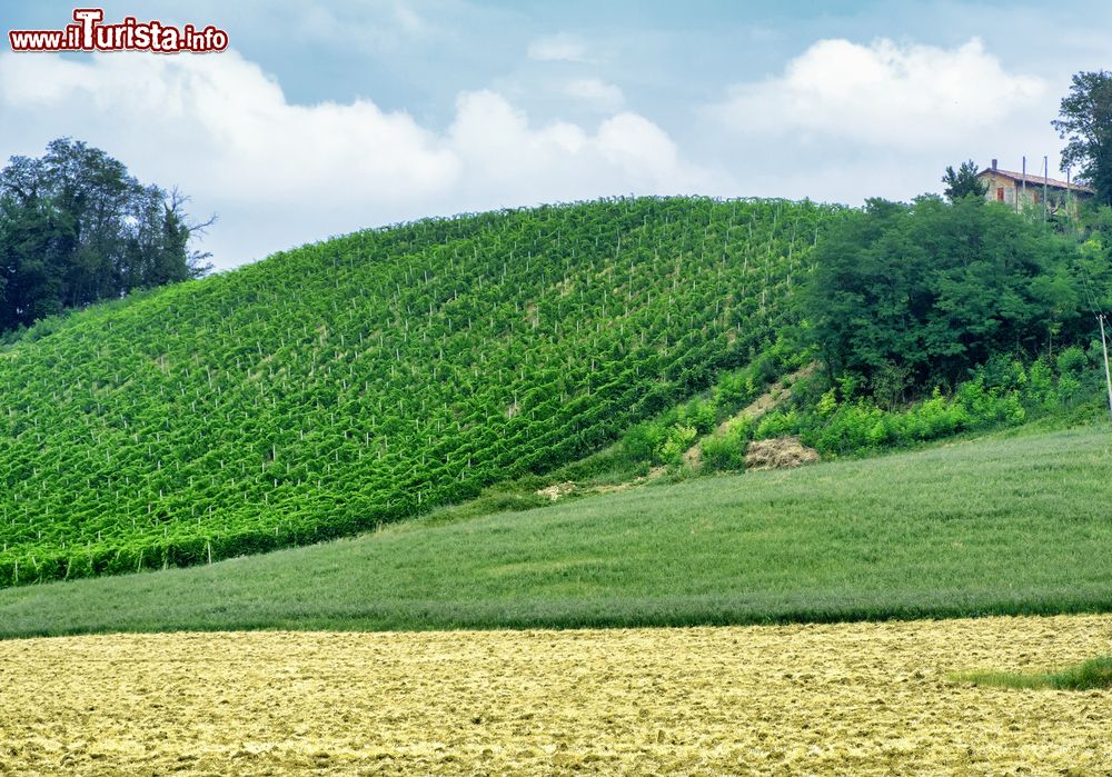 Immagine Paesaggio lungo la strada che collega Ponte dell'Olio con Carpaneto Piacentino